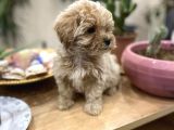 Poodle Tadında Sıfır Boy Maltipolarım