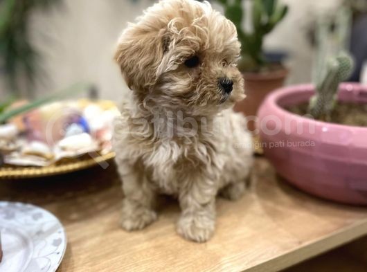 Poodle Tadında Sıfır Boy Maltipolarım görsel