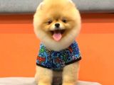 AYICIK SURATLI POMERANİAN BOO YAVRULAR