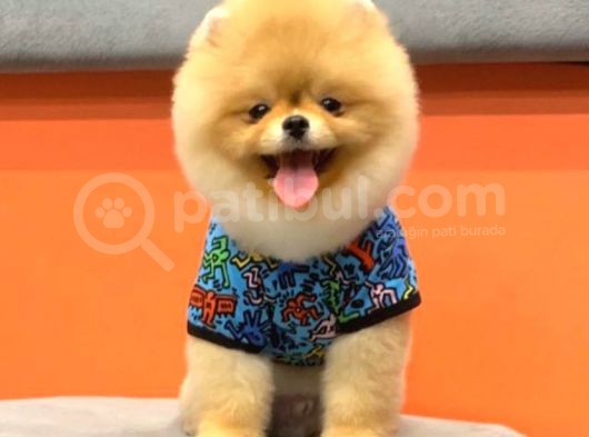 Ayicik Suratli Pomerani̇an Boo Yavrular
