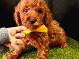 MİKRO BOY RED BROWN POODLE YAVRULAR