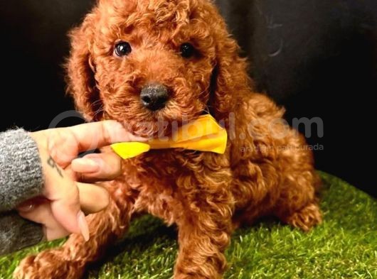 Mi̇kro Boy Red Brown Poodle Yavrular