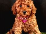 Mi̇kro Boy Red Brown Poodle Yavrular