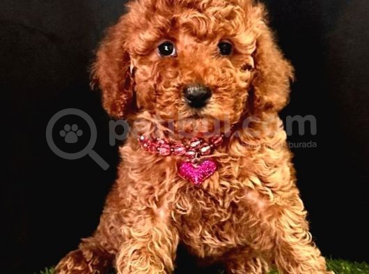 Mi̇kro Boy Red Brown Poodle Yavrular görsel