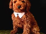 Mi̇kro Boy Red Brown Poodle Yavrular
