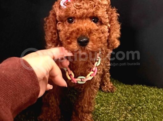 Mi̇kro Boy Red Brown Poodle Yavrular görsel