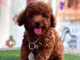 Mi̇kro Boy Red Brown Poodle Yavrular