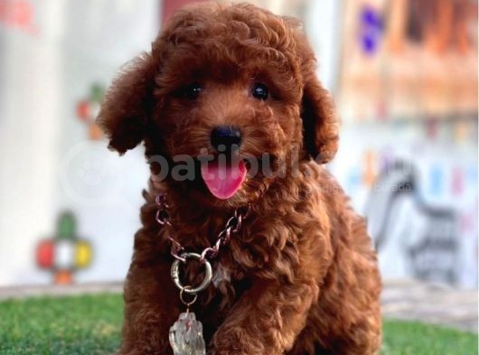 Mi̇kro Boy Red Brown Poodle Yavrular görsel