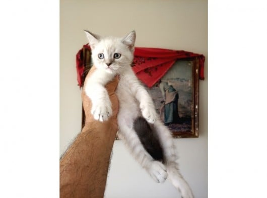 British Shorthair Yavruları görsel