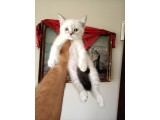british shorthair yavruları