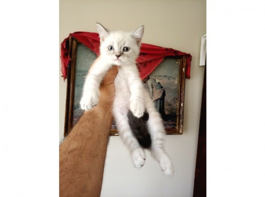 British Shorthair Yavruları
