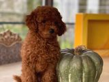 İstanbul Toy Poodle