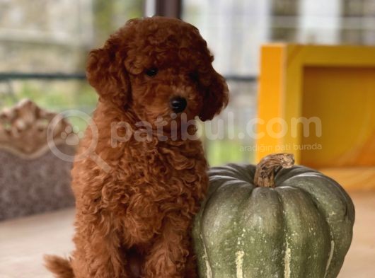 İstanbul Toy Poodle görsel