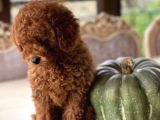 İstanbul Toy Poodle