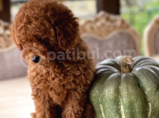 Sakarya Toy Poodle görsel