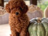 İstanbul Toy Poodle