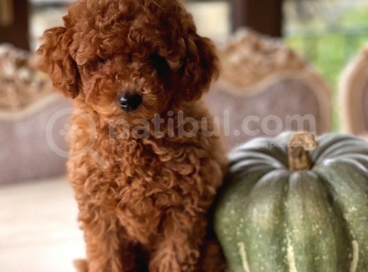 İstanbul Toy Poodle görsel