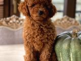 Sakarya Toy Poodle
