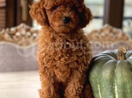 Sakarya Toy Poodle görsel