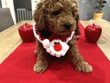 Oyuncak Gibi Toypoodle Bebeklerim