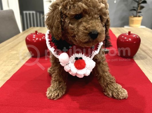 Oyuncak Gibi Toypoodle Bebeklerim görsel