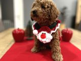 Oyuncak Gibi Toypoodle Bebeklerim