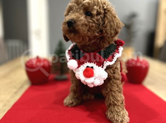 Oyuncak Gibi Toypoodle Bebeklerim görsel
