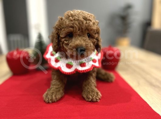 Oyuncak Gibi Toypoodle Bebeklerim görsel