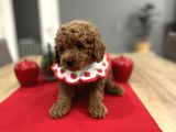 Oyuncak Gibi Toypoodle Bebeklerim