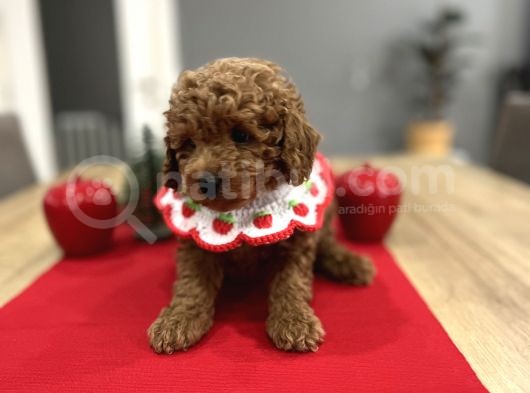 Oyuncak Gibi Toypoodle Bebeklerim görsel