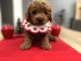 Oyuncak Gibi Toypoodle Bebeklerim