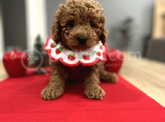 Oyuncak Gibi Toypoodle Bebeklerim görsel