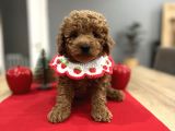 Oyuncak gibi toypoodle bebeklerim