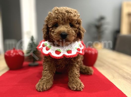 Oyuncak Gibi Toypoodle Bebeklerim