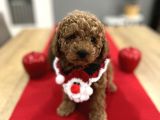 Oyuncak Gibi Toypoodle Bebeklerim