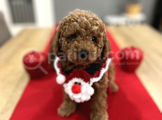 Oyuncak Gibi Toypoodle Bebeklerim görsel
