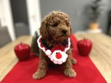 Oyuncak Gibi Toypoodle Bebeklerim