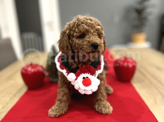 Oyuncak Gibi Toypoodle Bebeklerim görsel