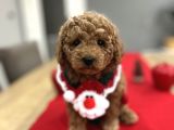 Oyuncak Gibi Toypoodle Bebeklerim