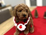 Oyuncak Gibi Toypoodle Bebeklerim