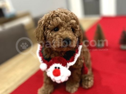 Oyuncak Gibi Toypoodle Bebeklerim görsel