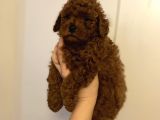 Kore Kan  Minyatür Toy Poodle Yavrular 