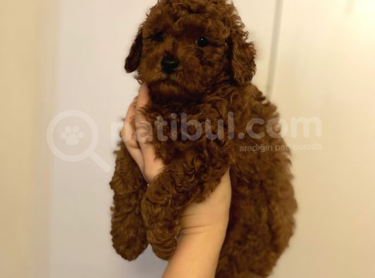 Kore Kan  Minyatür Toy Poodle Yavrular  görsel