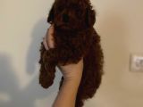 Kore Kan  Minyatür Toy Poodle Yavrular 