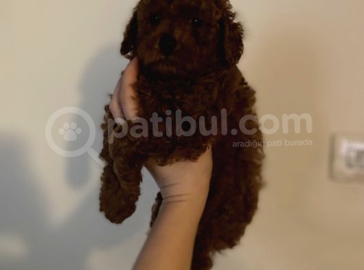 Kore Kan  Minyatür Toy Poodle Yavrular  görsel