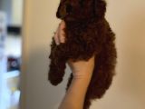 Kore Kan  Minyatür Toy Poodle Yavrular 