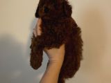 Kore kan  minyatür toy poodle yavrular 