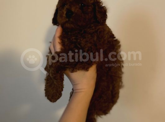 Kore Kan  Minyatür Toy Poodle Yavrular 