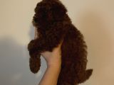 Kore Kan  Minyatür Toy Poodle Yavrular 