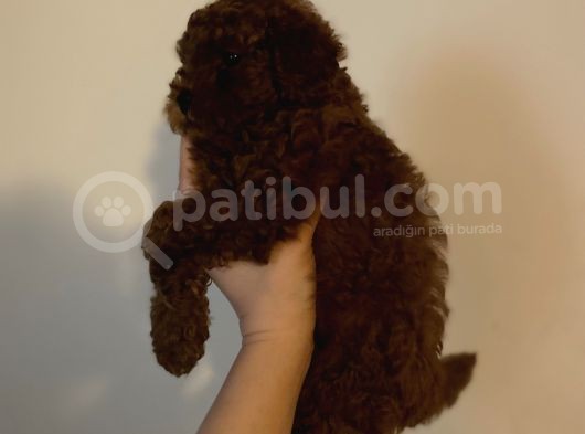 Kore Kan  Minyatür Toy Poodle Yavrular  görsel
